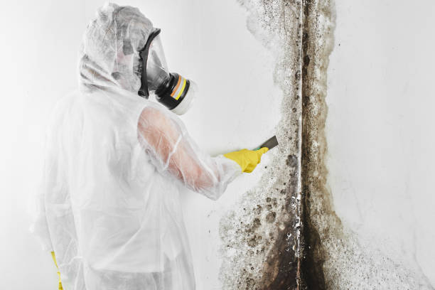 Best Mold Testing and Inspection Services in Smithfield, VA