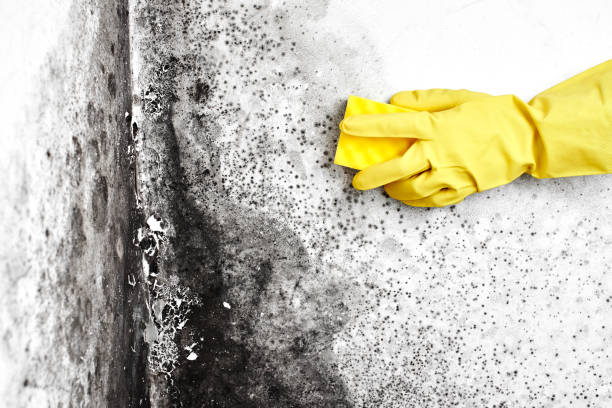 Best Industrial Mold Remediation in Smithfield, VA