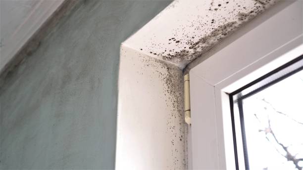 Best Post-Flood Mold Remediation in Smithfield, VA