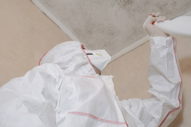 Best DIY Mold Remediation Support Services in Smithfield, VA