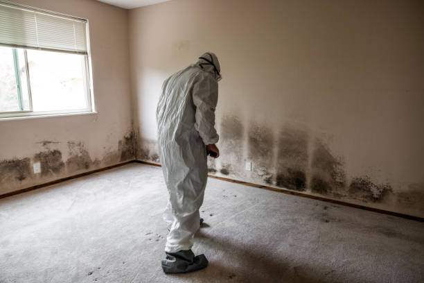 Best HVAC Mold Remediation in Smithfield, VA