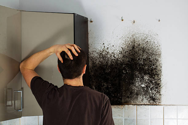 Professional Mold Remediation in Smithfield, VA