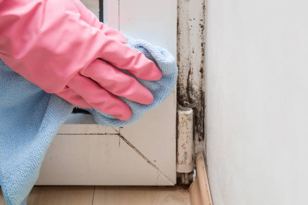 Best Attic Mold Remediation in Smithfield, VA