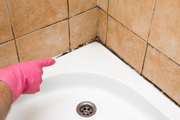 Best Residential Mold Remediation in Smithfield, VA