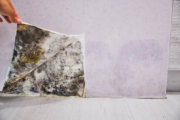 Best Residential Mold Remediation in Smithfield, VA